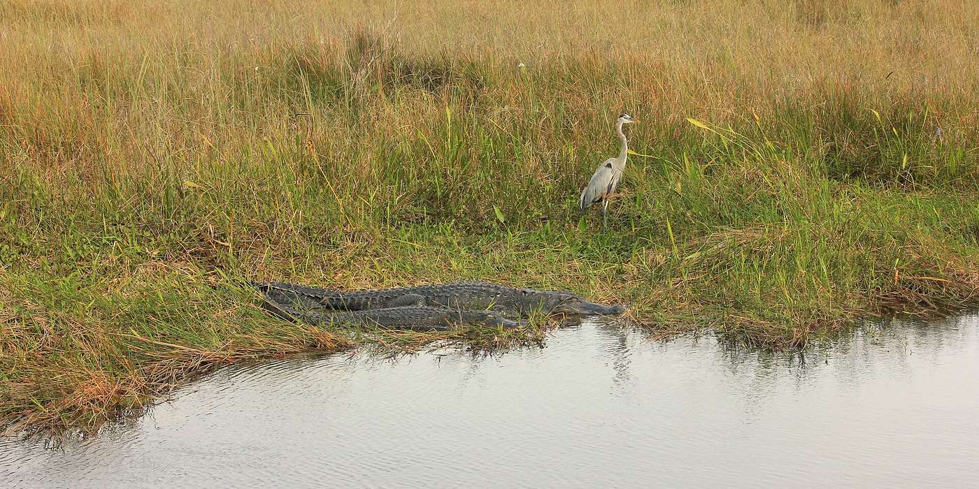 The Florida Everglades with a heron and alligator — the real-world basis for Leonida's Grassrivers region.